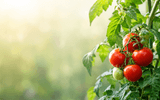 Tomate