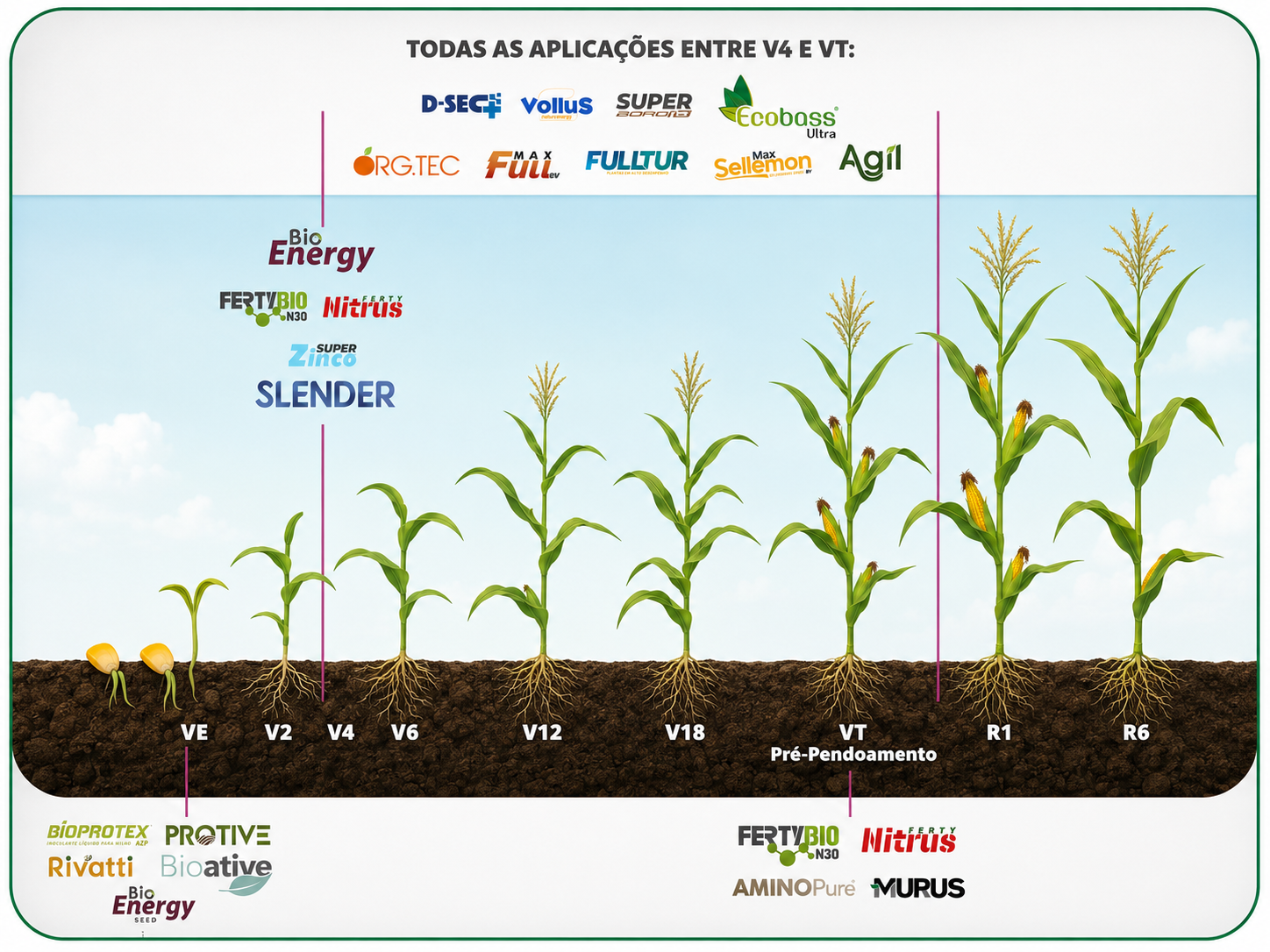 Posicionamiento de los productos Fertybio en el cultivo de Maíz