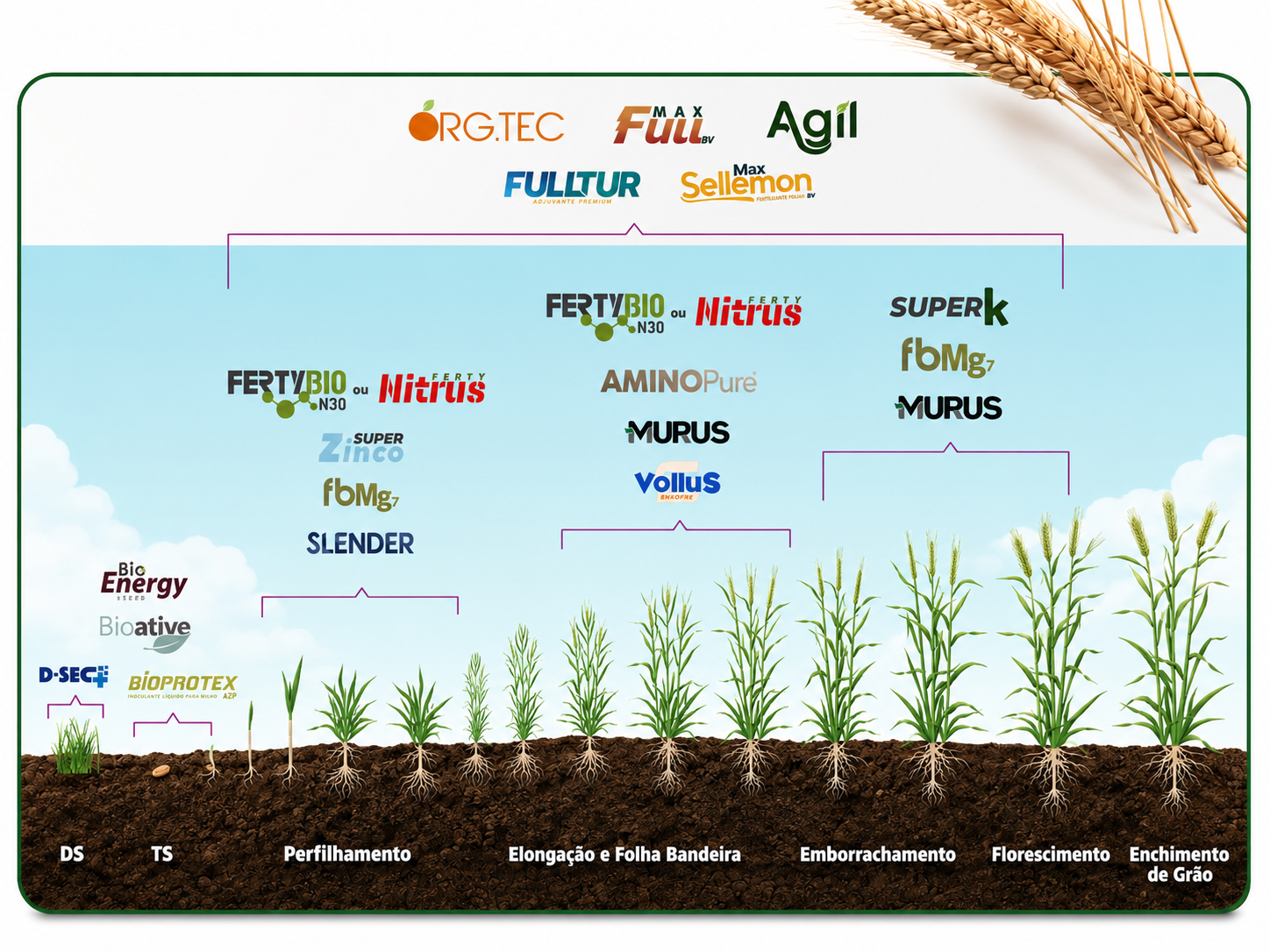 Posicionamento dos produtos Fertybio na cultura de Trigo